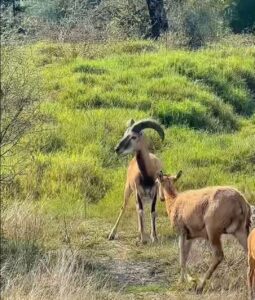 24 may U 2 Logra la UAT el nacimiento de dos crías de borrego muflón europeo