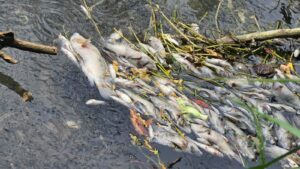 3 jun E 1 Activan respuesta inmediata por mortandad peces en canal de El Mante