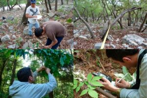 2 ago U 1 Busca la UAT conservar bosques de encino con tecnología geoespacial (1)