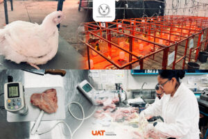 22 ago U 1 Producirá la UAT pollos de engorda con mayor calidad nutritiva y saludable (1)