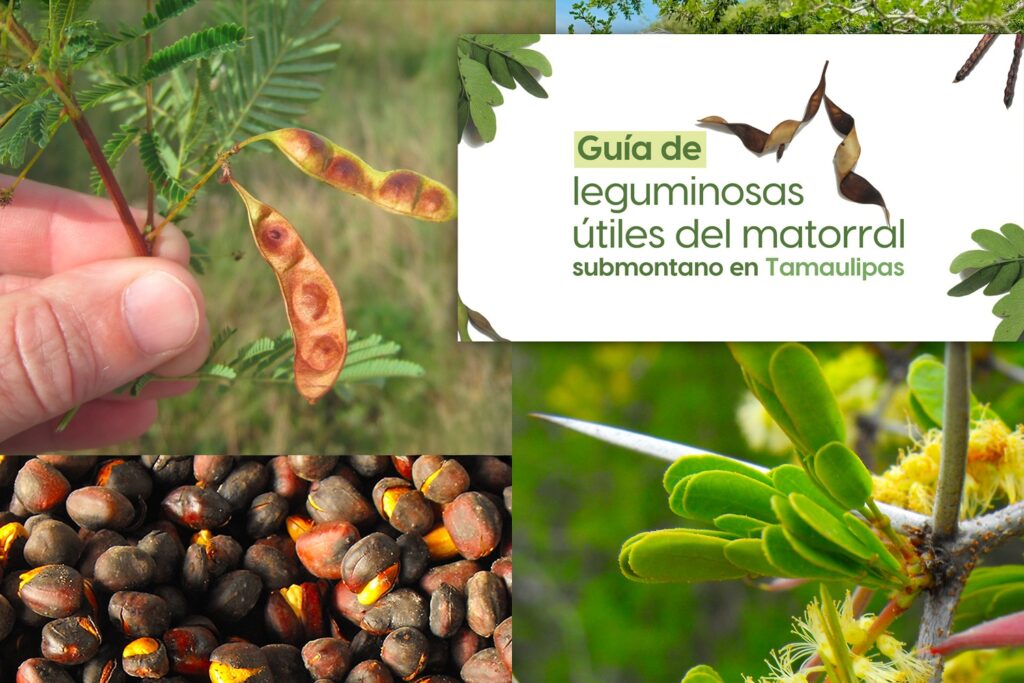 31 jul U 1 La UAT invita a conocer más sobre las leguminosas y su aprovechamiento (1)